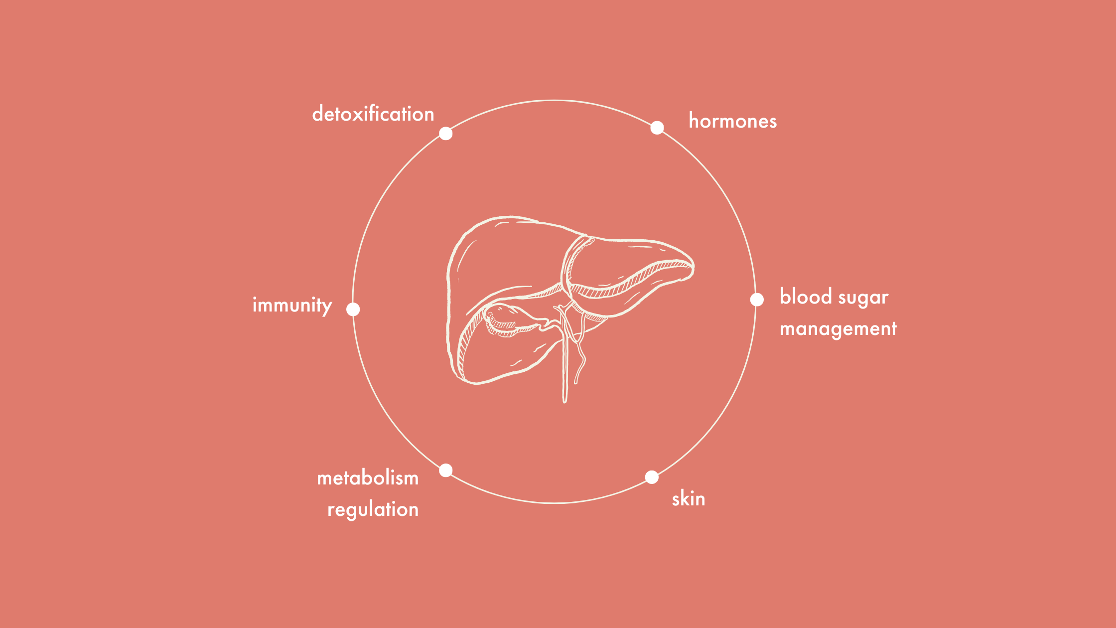 The Liver The Most Underrated Organ of Our Body – Cosmix