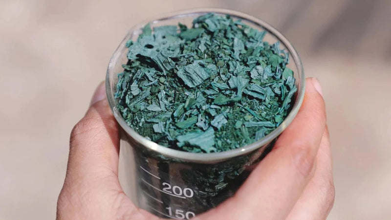 Behind The Scenes of How Spirulina Is Extracted