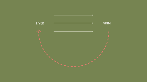 Why Does ‘Feel Good Skin’ Contain Liver Herbs? The Liver-Skin Connection