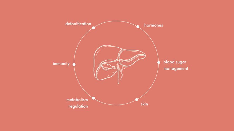 The Liver: The Most Underrated Organ of Our Body