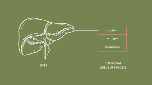Hormonal Imbalances: Learn How Your Liver Plays A Part