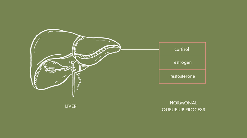 Hormonal Imbalances: Learn How Your Liver Plays A Part