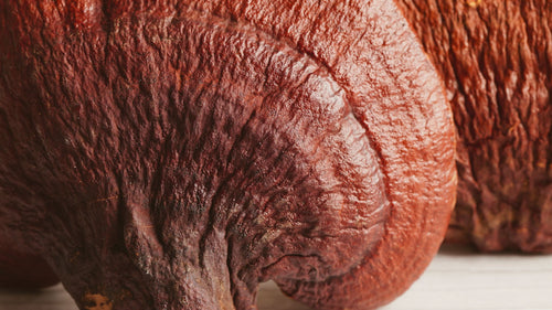 Your Guide To Medicinal Mushrooms