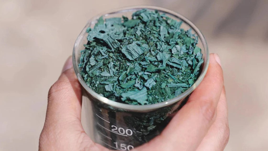 Behind The Scenes of How Spirulina Is Extracted