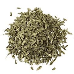 Fennel