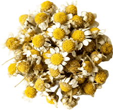 Chamomile