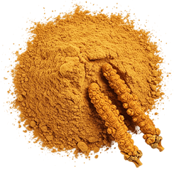 Cordyceps