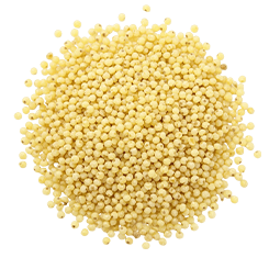 Little millet
