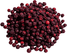 Schisandra